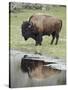 Bison (Bison Bison) Reflected in a Pond, Yellowstone National Park, UNESCO World Heritage Site, Wyo-James Hager-Stretched Canvas