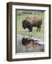 Bison (Bison Bison) Reflected in a Pond, Yellowstone National Park, UNESCO World Heritage Site, Wyo-James Hager-Framed Photographic Print