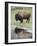 Bison (Bison Bison) Reflected in a Pond, Yellowstone National Park, UNESCO World Heritage Site, Wyo-James Hager-Framed Photographic Print