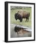 Bison (Bison Bison) Reflected in a Pond, Yellowstone National Park, UNESCO World Heritage Site, Wyo-James Hager-Framed Photographic Print