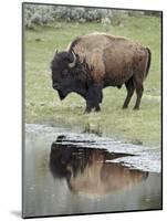 Bison (Bison Bison) Reflected in a Pond, Yellowstone National Park, UNESCO World Heritage Site, Wyo-James Hager-Mounted Photographic Print