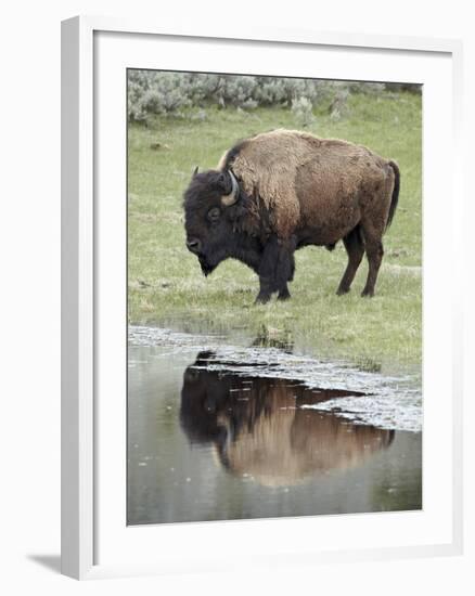 Bison (Bison Bison) Reflected in a Pond, Yellowstone National Park, UNESCO World Heritage Site, Wyo-James Hager-Framed Photographic Print