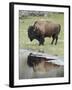 Bison (Bison Bison) Reflected in a Pond, Yellowstone National Park, UNESCO World Heritage Site, Wyo-James Hager-Framed Photographic Print