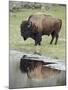 Bison (Bison Bison) Reflected in a Pond, Yellowstone National Park, UNESCO World Heritage Site, Wyo-James Hager-Mounted Photographic Print