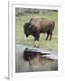 Bison (Bison Bison) Reflected in a Pond, Yellowstone National Park, UNESCO World Heritage Site, Wyo-James Hager-Framed Photographic Print