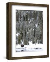 Bison (Bison Bison) Standing on Snowy Riverbank, Yellowstone National Park, UNESCO World Heritage S-Kimberly Walker-Framed Photographic Print