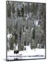 Bison (Bison Bison) Standing on Snowy Riverbank, Yellowstone National Park, UNESCO World Heritage S-Kimberly Walker-Mounted Photographic Print