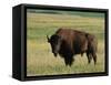 Bison (Bison Bison), Theodore Roosevelt National Park, North Dakota-James Hager-Framed Stretched Canvas
