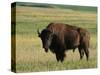 Bison (Bison Bison), Theodore Roosevelt National Park, North Dakota-James Hager-Stretched Canvas