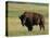 Bison (Bison Bison), Theodore Roosevelt National Park, North Dakota-James Hager-Stretched Canvas