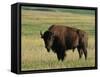 Bison (Bison Bison), Theodore Roosevelt National Park, North Dakota-James Hager-Framed Stretched Canvas