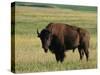 Bison (Bison Bison), Theodore Roosevelt National Park, North Dakota-James Hager-Stretched Canvas