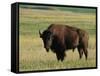 Bison (Bison Bison), Theodore Roosevelt National Park, North Dakota-James Hager-Framed Stretched Canvas