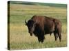 Bison (Bison Bison), Theodore Roosevelt National Park, North Dakota-James Hager-Stretched Canvas