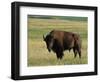 Bison (Bison Bison), Theodore Roosevelt National Park, North Dakota-James Hager-Framed Photographic Print