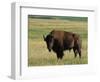 Bison (Bison Bison), Theodore Roosevelt National Park, North Dakota-James Hager-Framed Photographic Print