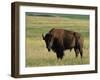 Bison (Bison Bison), Theodore Roosevelt National Park, North Dakota-James Hager-Framed Photographic Print