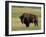 Bison (Bison Bison), Theodore Roosevelt National Park, North Dakota-James Hager-Framed Photographic Print