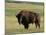 Bison (Bison Bison), Theodore Roosevelt National Park, North Dakota-James Hager-Mounted Photographic Print
