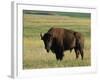 Bison (Bison Bison), Theodore Roosevelt National Park, North Dakota-James Hager-Framed Photographic Print