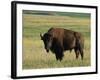 Bison (Bison Bison), Theodore Roosevelt National Park, North Dakota-James Hager-Framed Photographic Print