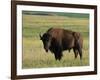 Bison (Bison Bison), Theodore Roosevelt National Park, North Dakota-James Hager-Framed Photographic Print