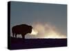 Bison (Bison Bison), Yellowstone National Park, Wyoming, United States of America, North America-Colin Brynn-Stretched Canvas