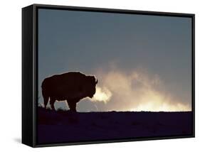 Bison (Bison Bison), Yellowstone National Park, Wyoming, United States of America, North America-Colin Brynn-Framed Stretched Canvas
