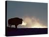 Bison (Bison Bison), Yellowstone National Park, Wyoming, United States of America, North America-Colin Brynn-Stretched Canvas