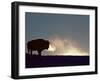 Bison (Bison Bison), Yellowstone National Park, Wyoming, United States of America, North America-Colin Brynn-Framed Photographic Print