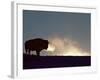 Bison (Bison Bison), Yellowstone National Park, Wyoming, United States of America, North America-Colin Brynn-Framed Photographic Print