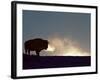 Bison (Bison Bison), Yellowstone National Park, Wyoming, United States of America, North America-Colin Brynn-Framed Photographic Print