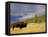 Bison (Bison Bison) Yellowstone National Park, Wyoming, USA-Rolf Nussbaumer-Framed Stretched Canvas