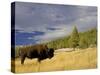 Bison (Bison Bison) Yellowstone National Park, Wyoming, USA-Rolf Nussbaumer-Stretched Canvas