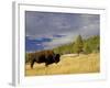 Bison (Bison Bison) Yellowstone National Park, Wyoming, USA-Rolf Nussbaumer-Framed Photographic Print