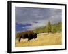 Bison (Bison Bison) Yellowstone National Park, Wyoming, USA-Rolf Nussbaumer-Framed Photographic Print