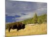 Bison (Bison Bison) Yellowstone National Park, Wyoming, USA-Rolf Nussbaumer-Mounted Photographic Print