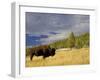 Bison (Bison Bison) Yellowstone National Park, Wyoming, USA-Rolf Nussbaumer-Framed Photographic Print