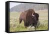 Bison (Bison Bison)-Richard Maschmeyer-Framed Stretched Canvas