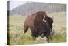 Bison (Bison Bison)-Richard Maschmeyer-Stretched Canvas