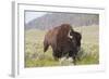 Bison (Bison Bison)-Richard Maschmeyer-Framed Photographic Print