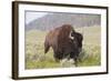 Bison (Bison Bison)-Richard Maschmeyer-Framed Photographic Print