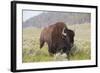 Bison (Bison Bison)-Richard Maschmeyer-Framed Photographic Print