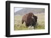 Bison (Bison Bison)-Richard Maschmeyer-Framed Photographic Print