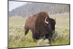 Bison (Bison Bison)-Richard Maschmeyer-Mounted Photographic Print