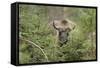 Bison, Bison Bonasus, Wood, Frontal, Standing, Looking at Camera-David & Micha Sheldon-Framed Stretched Canvas