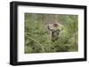 Bison, Bison Bonasus, Wood, Frontal, Standing, Looking at Camera-David & Micha Sheldon-Framed Photographic Print