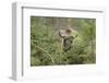 Bison, Bison Bonasus, Wood, Frontal, Standing, Looking at Camera-David & Micha Sheldon-Framed Photographic Print