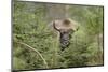 Bison, Bison Bonasus, Wood, Frontal, Standing, Looking at Camera-David & Micha Sheldon-Mounted Photographic Print