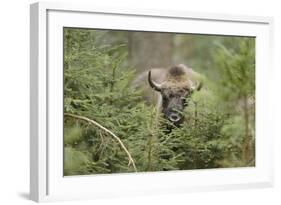 Bison, Bison Bonasus, Wood, Frontal, Standing, Looking at Camera-David & Micha Sheldon-Framed Photographic Print
